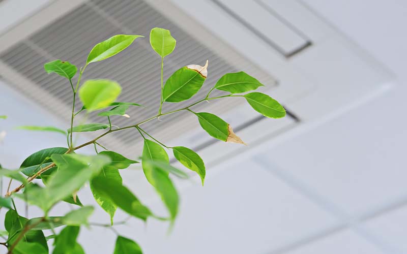 Ficus green leaves on the background ceiling air conditioner in modern office or at home.